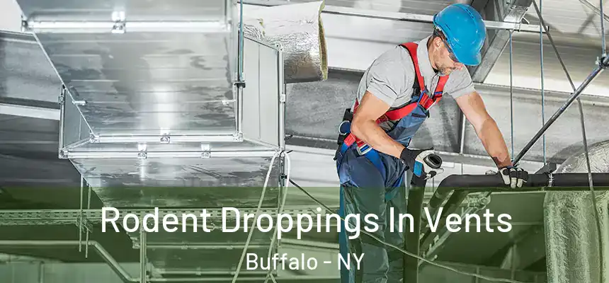 Rodent Droppings In Vents Buffalo - NY